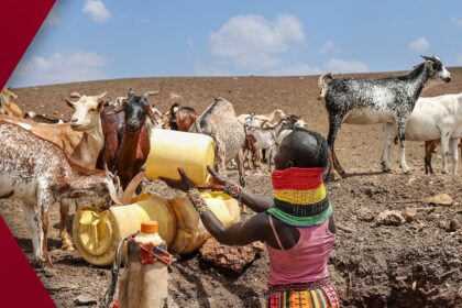 A fluffy golden retriever puppy trots along a sunlit forest path covered in golden and red autumn leaves, its ears perked and tail wagging with excitement.