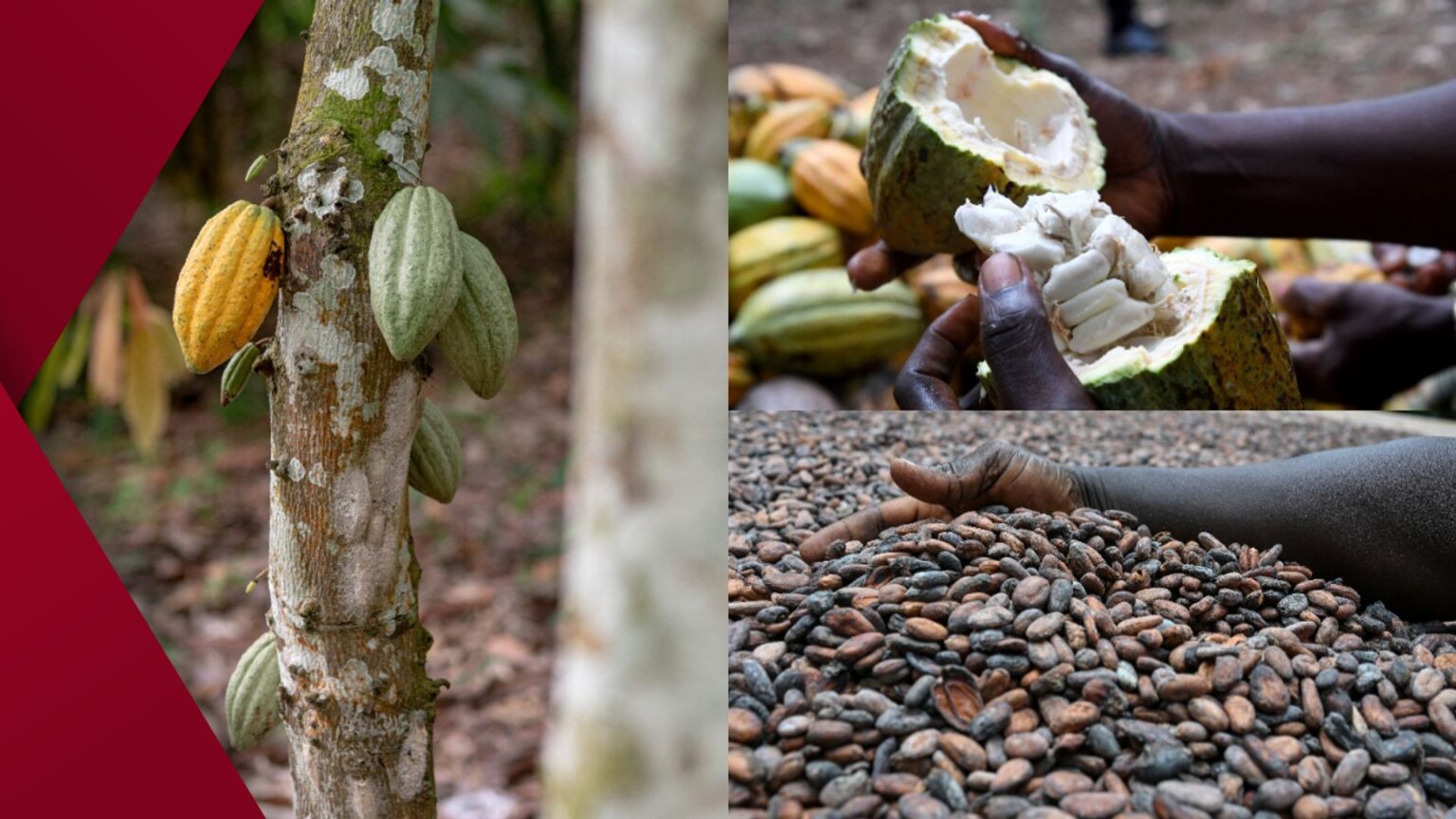 High-resolution macro of a crystalline or fiber texture showing teal and crimson streaks against dark background